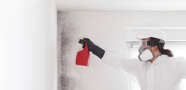 Best Attic Mold Removal  in Exton, PA