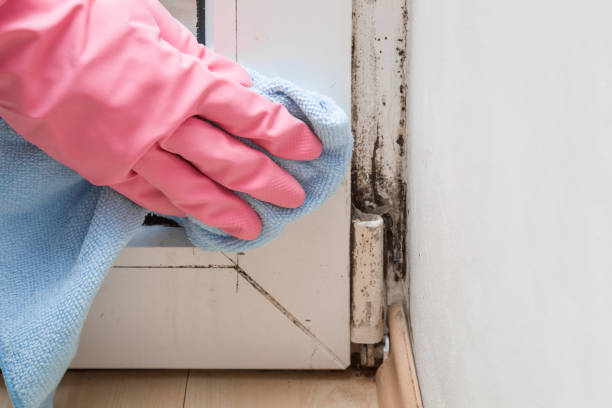Best Black Mold Removal  in Exton, PA